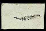 Fossil (Mimosites?) Leaf - Green River Formation #109663-1